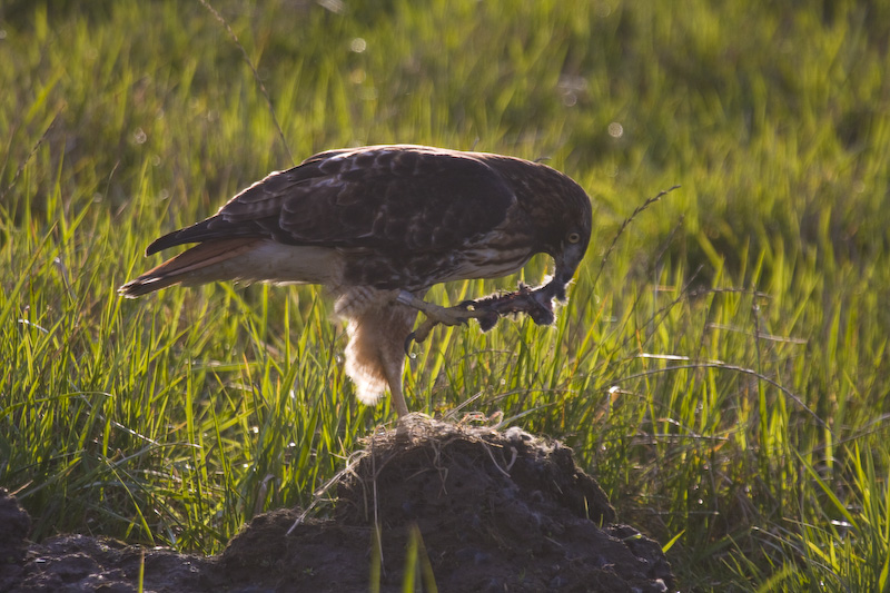 Red-Tailed Hawk With Kill